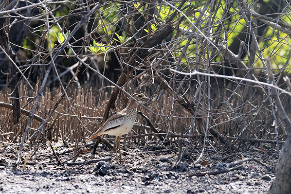 Senegal Thick-knee